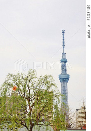 東京の風景・新緑の枝垂れ柳とスカイツリー・縦位置 東京の風景・新緑の枝垂れ柳とスカイツリー・縦位置 7138486