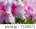 ツツジ 7138571