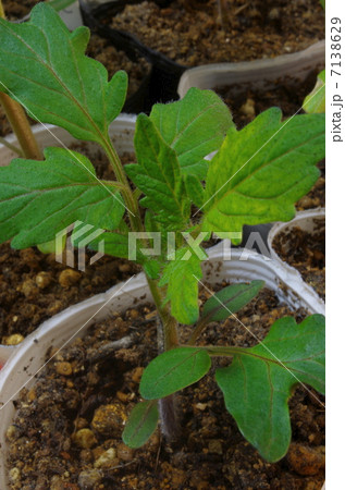 トマトの苗 7138629