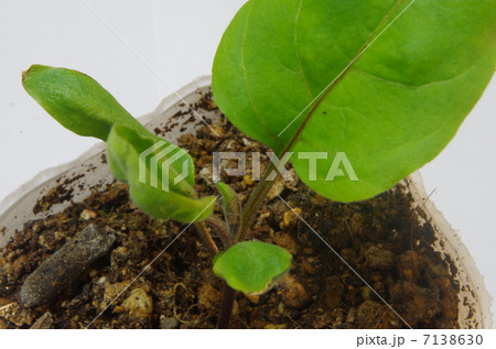 ナスの苗 7138630