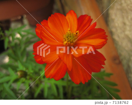 キバナコスモスの花 キバナコスモスの花 7138762