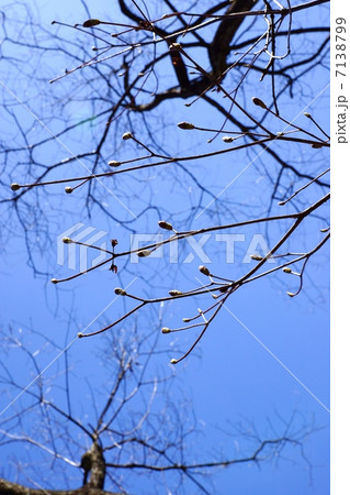 早春の風景・木々の芽吹き・青空バック縦位置 7138799