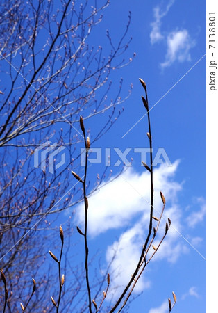 早春の風景・木々の芽吹き・青空バック縦位置 7138801