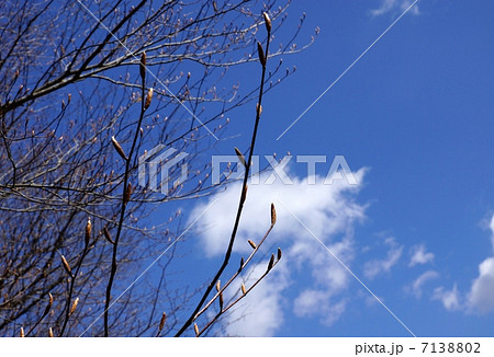 早春の風景・木々の芽吹き・青空バック横位置 7138802
