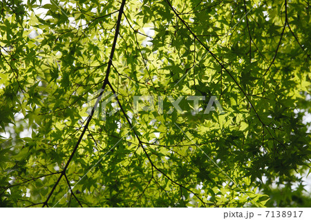 透ける新緑 7138917