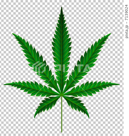 大麻 7139024