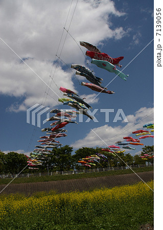 春の子供 7139056