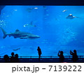 美ら海水族館　じんべいざめ水槽 7139222