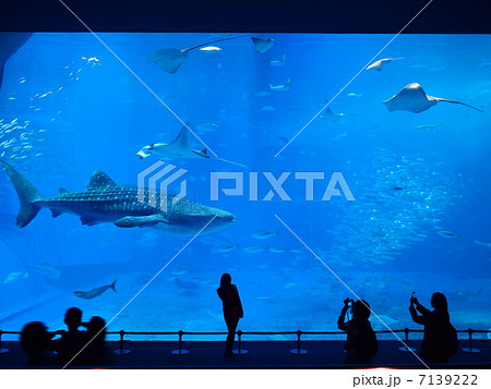 美ら海水族館　じんべいざめ水槽 7139222