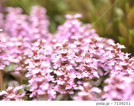 アジュガ 7139251