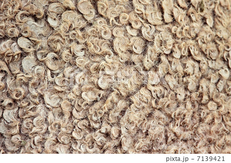 Natural camel wool Natural camel wool 7139421