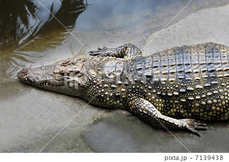 Big crocodile 7139438
