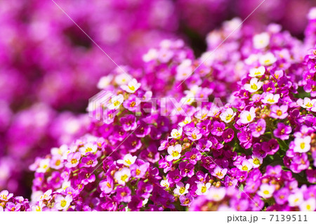 アリッサムの花 7139511