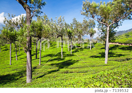 Tea plantation 7139532
