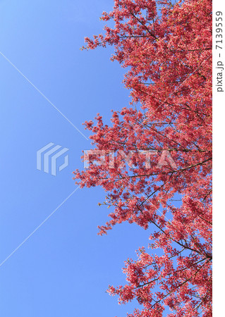 キクモモ 7139559