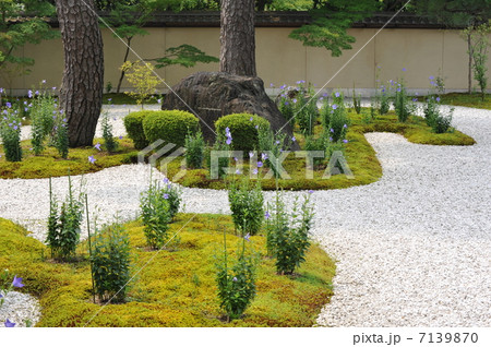 京都　廬山寺　源氏庭 7139870