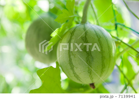 小玉スイカ 家庭菜園より 7139941