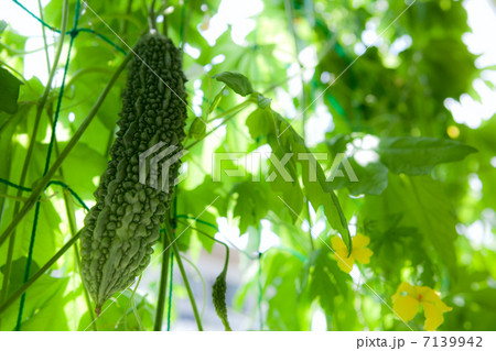 ゴーヤー 家庭菜園より 7139942