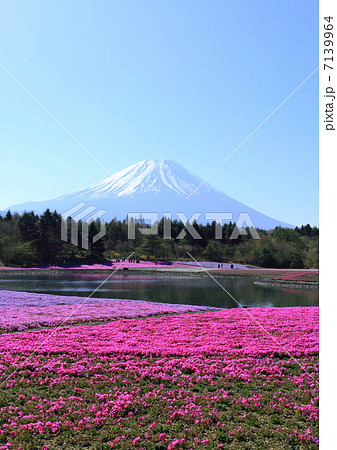 富士芝桜まつり 富士芝桜まつり 7139964