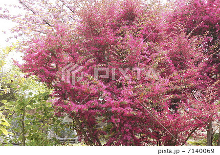 べ二ハナ　トキワマンサク 7140069