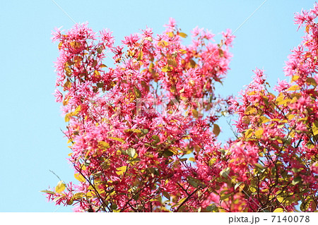 アカバナトキワマンサク 7140078