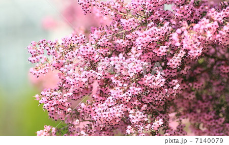 ジャノメエリカの花 7140079