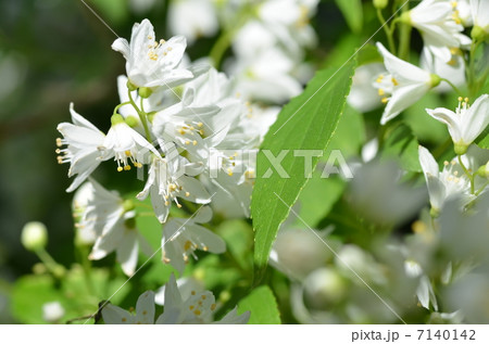 木苺の花 7140142