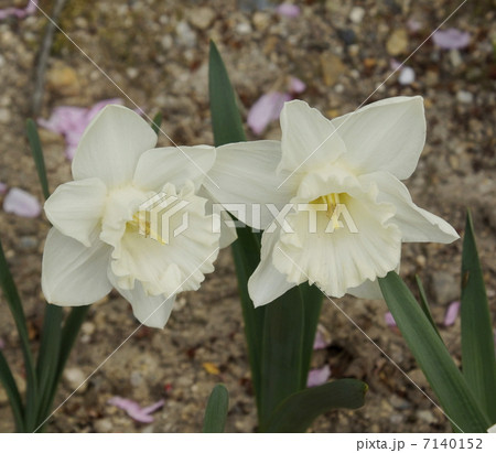 スイセン 7140152