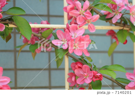 姫リンゴの花 7140201