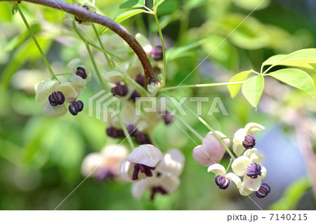 アケビの花 アケビの花 7140215