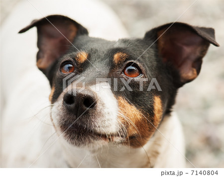 Jack Russell Terrier Jack Russell Terrier 7140804