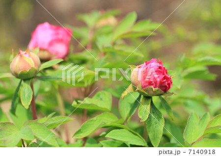 ボタンの花 ボタンの花 7140918