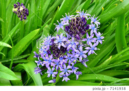 シラーの花 シラーの花 7141938