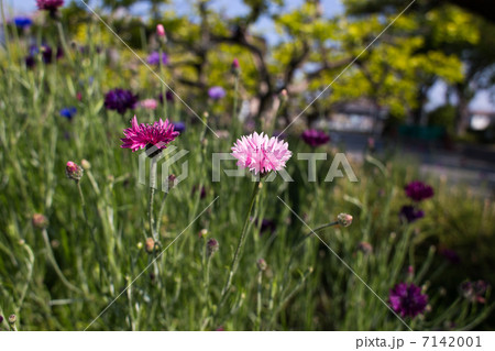 花　1 7142001