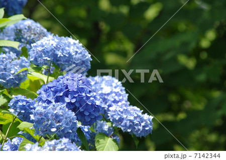 道端に咲くあじさい 7142344