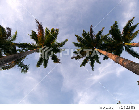 オーストラリア・ルシンダのヤシの木  7142388