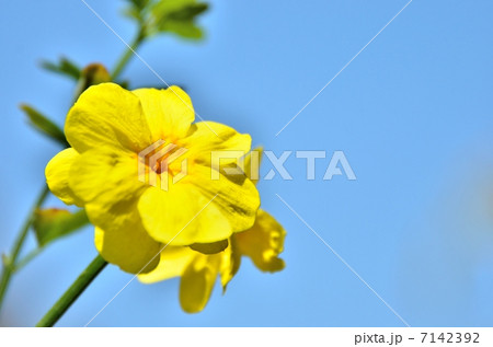 雲南黄梅 7142392