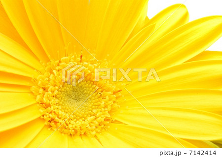 Yellow Gerbera 7142414