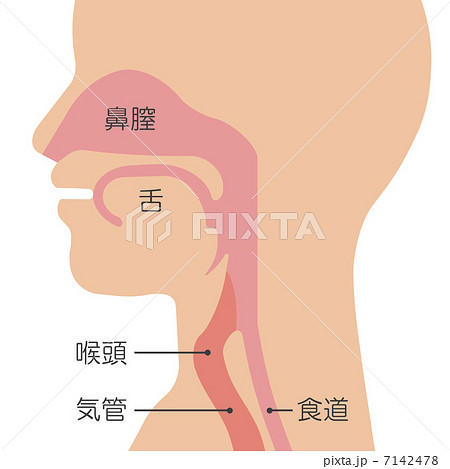 喉の仕組みのイラスト素材