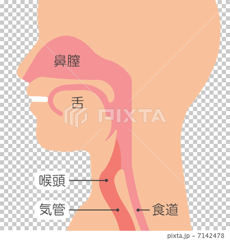 喉の仕組み 7142478