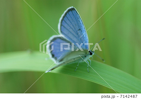 葉上のルリシジミ 7142487