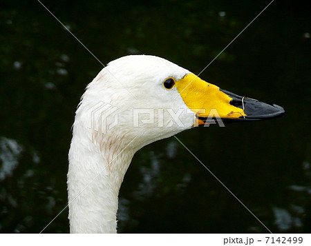 Duck head 7142499