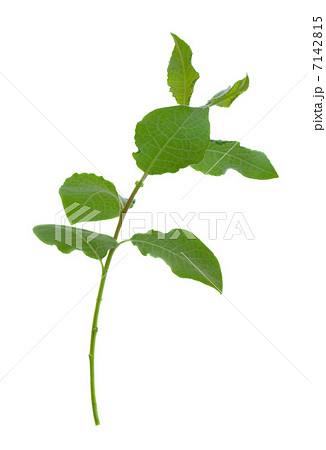 young sprout young sprout 7142815