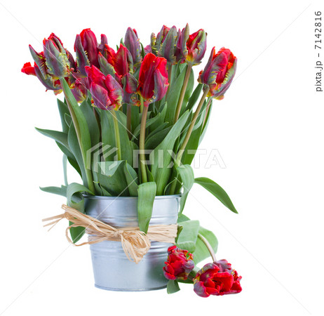 spring red tulip flowers in pot spring red tulip flowers in pot 7142816