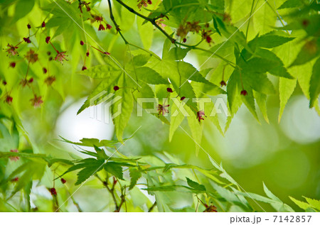 もみじの若葉 もみじの若葉 7142857