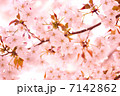 桜 7142862