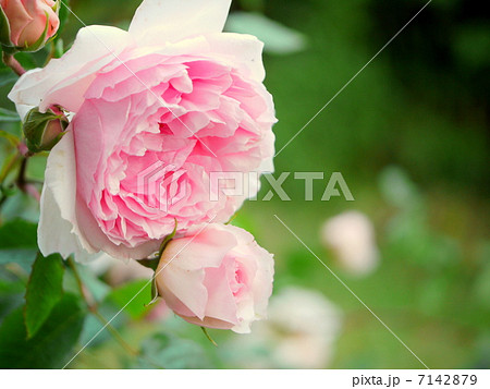 儚げで繊細なピンク色のバラ 7142879