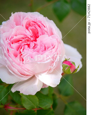 ウェッジウッド・ローズ　（アップ） 7142882