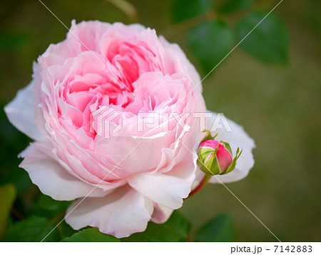 ウェッジウッド・ローズ 7142883