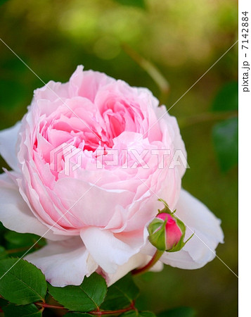 ウェッジウッド・ローズ　（縦画像） 7142884